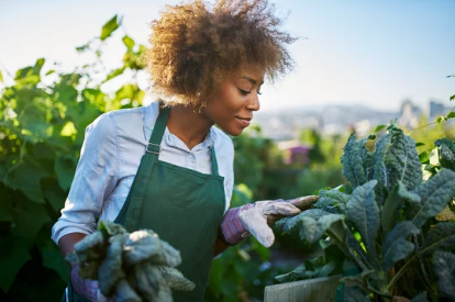 Lawn And Gardening